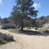 At the second split with Panorama Loop, follow the WP arrow to the right to continue on to Warren Peak.