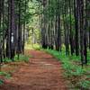 The Palmetto Trail travels through gorgeous green forests.