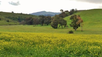 Spring mustard fields bloom along the Pueblo Trail with Loma Prieta (3,786 ft), the highest peak in the Santa Cruz Mountains, in the distance.