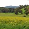 Spring mustard fields bloom along the Pueblo Trail with Loma Prieta (3,786 ft), the highest peak in the Santa Cruz Mountains, in the distance.