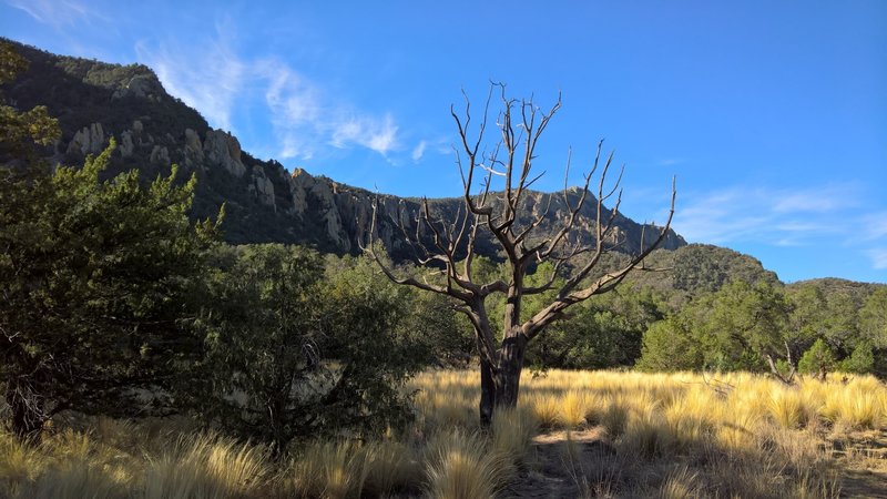 Enjoy this serene meadowland along the Pinnacles Trail.