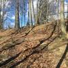 This is an important trail intersection on uphill switchbacks along the Sagamore Creek Loop; left goes to private property, so go RIGHT to stay on the trail.