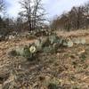 A prickly pear cactus grows alongside the Black Trail portion of the Cross Timbers Trail.