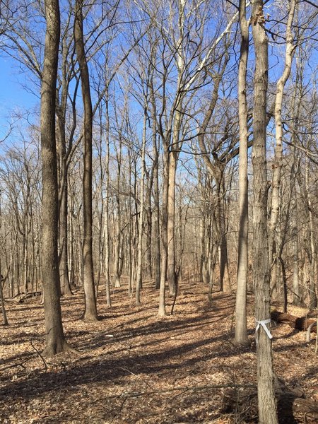 Trail 3 at Harmonie State Park travels through the area's characteristic hardwood forests.