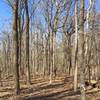 Trail 3 at Harmonie State Park travels through the area's characteristic hardwood forests.