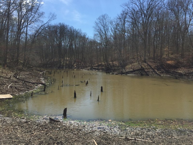 The pond on Trail 5 is the result of a failed dam!