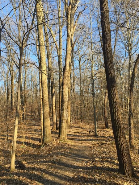 Trail 4 is a great choice if you're looking to experience quiet woodlands.