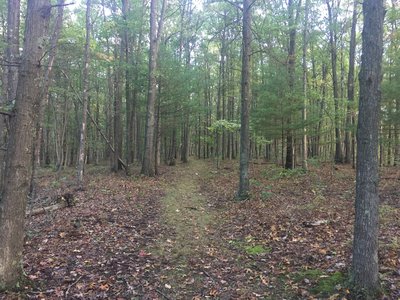 The MST traverses beautiful woodlands in quiet solitude.