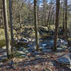 Experience beautiful views of the brook as you follow along the trail.