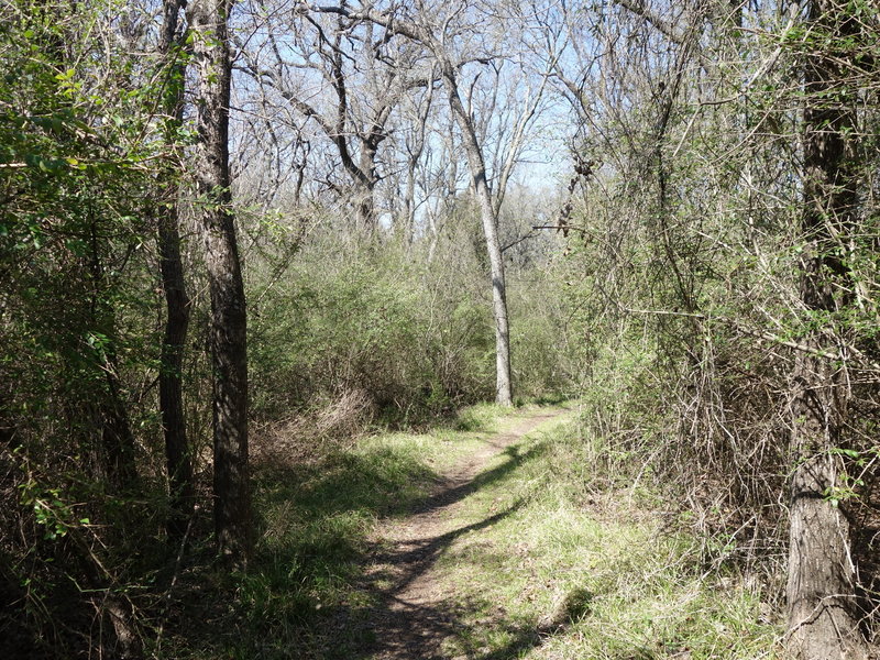 Wild Plum Trail offers a pleasant experience through verdant woodlands.