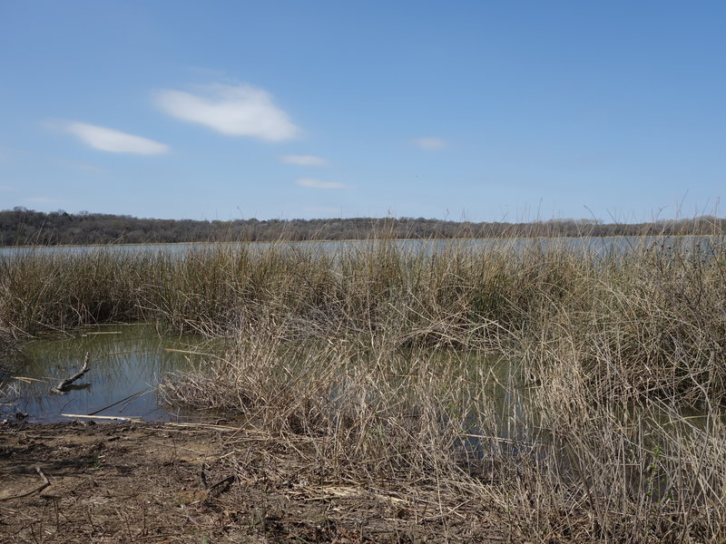 The north end of Greer Island offers pleasant views of the water and potentially some wildlife!