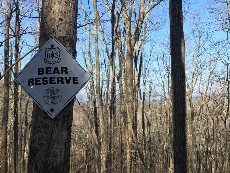 Bear Reserve in Citico Wilderness on Trail 95.