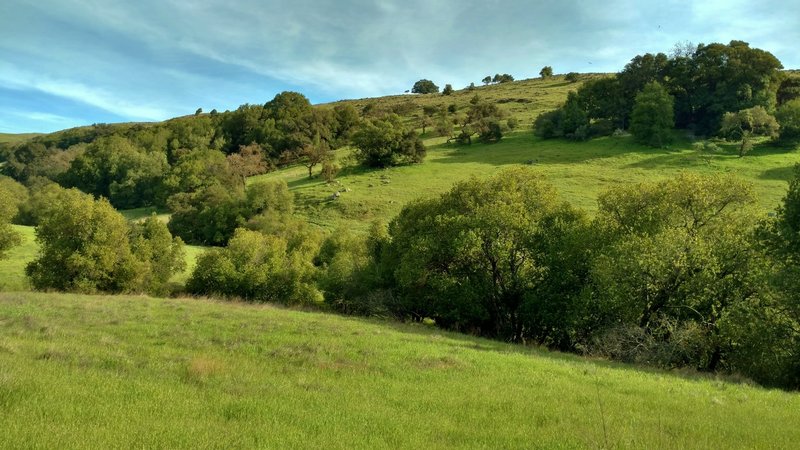 Springtime brings lush greenery to the Santa Teresa Hills.