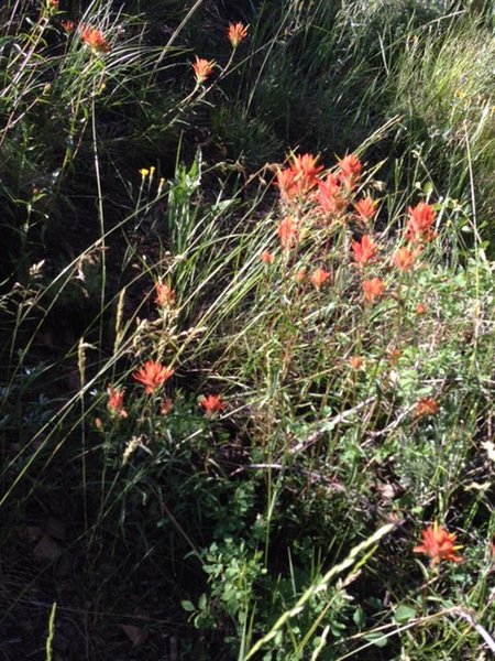 Enjoy a bounty of indian paintbrush along the Pioneer Cabin Trail.