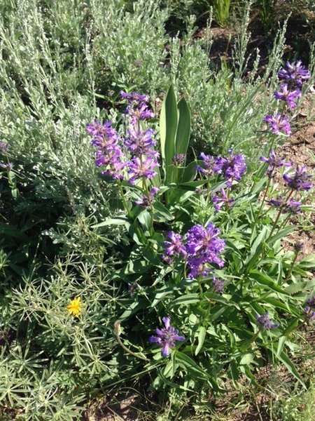 Lupine are abundant along the Pioneer Cabin Trail.