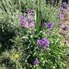 Lupine are abundant along the Pioneer Cabin Trail.