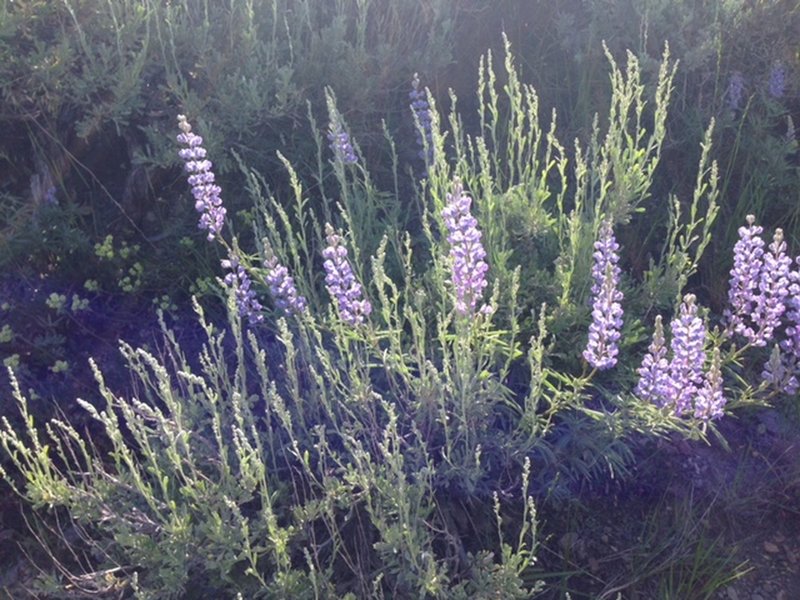 Wildflowers are abundant along the Pioneer Cabin Trail.