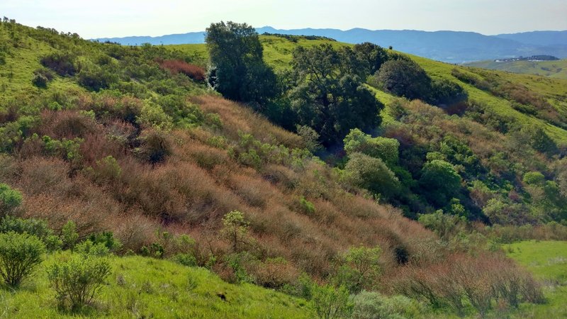 Spring brings greenery to the Coyote Peak Trail, with the Santa Cruz Mountains and Mt. Umunhum in the distance.