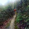 Much of the singletrack travels through mountain laurel tunnels.