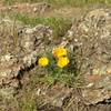 California poppies can grow almost anywhere – even on Rocky Ridge.