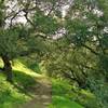 A shaded stretch of the Ridge Trail heads toward the central picnic area.