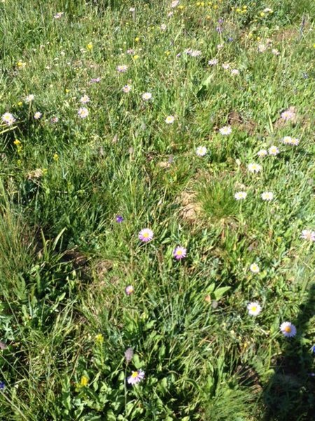 Wildflowers abound on the Pioneer Cabin Trail.