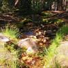 A small stream flows beside the White Pine Lake Trail.