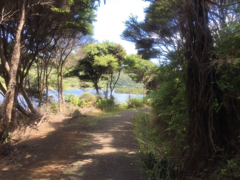 The trail heads around the lake near Bethells Beach.