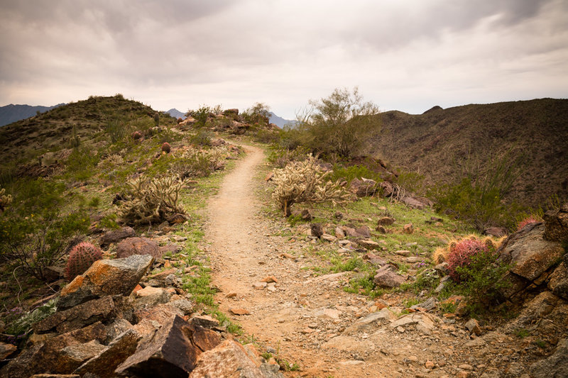 The Pyramid Trail traverses along the ridgeline through typical Sonoran Desert flora.