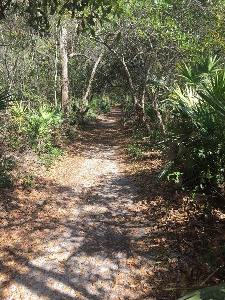 The trail heads into the mesic hammock.