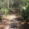 The trail heads into the mesic hammock.