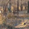 Keep your eyes peeled for grazing deer at Chalco Hills Recreation Area.