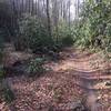 The singletrack Bad Fork Trail offers a pleasant respite from the area's doubletrack.