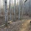 The climb up Spencer Branch takes you through a thriving hardwood forest.