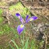 Blue flag flowers grow along the trail.