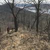 The trail is steep hiking up to the summit of Perrot Ridge.