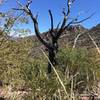 This tree offers an excellent look into the area's history of wildfire. The area is recovering, but as of March 2017 it's still mostly bushes.