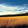 Summer grasses surround the Sanders Mound Trail.