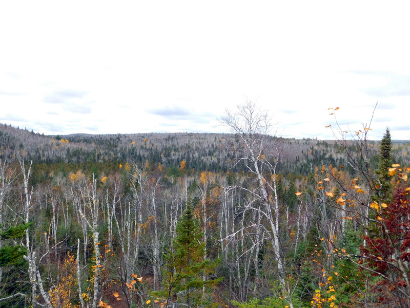 At a high point on Humpback Trail, you are provided with this amazing view of the forest.