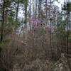 Enjoy beautiful flowering trees, like this pink one shown here, throughout the trails in Fort Yargo State Park.