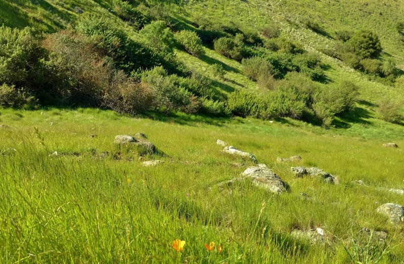 High on the Bernal Hill Trail, look down into the nearby stream valley for views of California poppies.