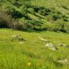 High on the Bernal Hill Trail, look down into the nearby stream valley for views of California poppies.