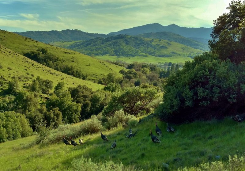 Wild turkeys hike along the Mine Trail, enjoying the grass hills south of San Jose and the Santa Cruz Mountains in the distance.