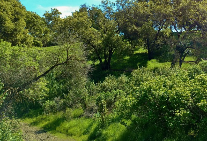 This shaded, wooded section along the last half mile of the Mine Trail can provide a welcome reprieve from summer's heat.