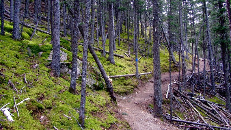 Heading back toward Sylvan Lake, enjoy gorgeous, quiet, moss-covered woodlands.