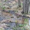 Many ducks can often be found along the Paint Branch Trail.