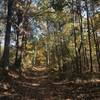 Fall colors descend on the Sinking Creek Trail.