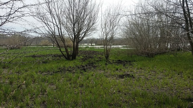 This is a view from the Old Wetlands Road. Notice the wild hog wallow just off the trail.