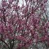 Lovely spring blooms flourish along the High Trail.