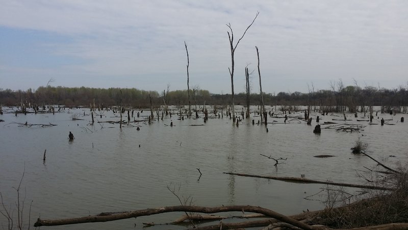 A pond along the Wetlands Trail provides great bird viewing opportunities.